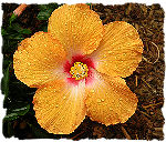 Hawaii State Flower - Hibiscus