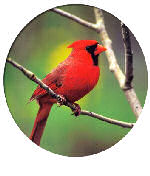 Illinois State Bird - Cardinal