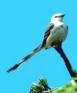 Oklahoma State Bird - Scissor-Tailed Flycatcher