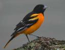 Maryland State Bird - Baltimore Oriole