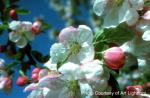 Michigan State Flower - Apple Blossom